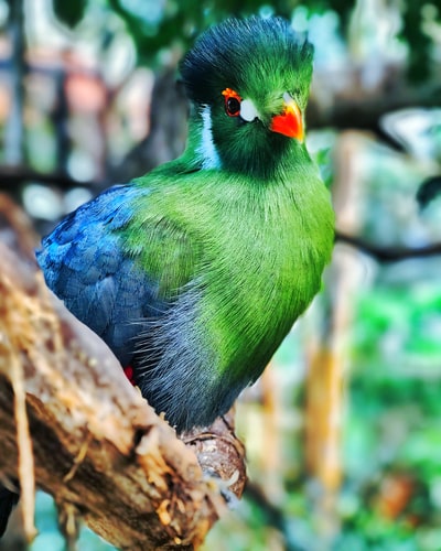 栖息在棕色树枝上的绿鸟的选择性聚焦摄影